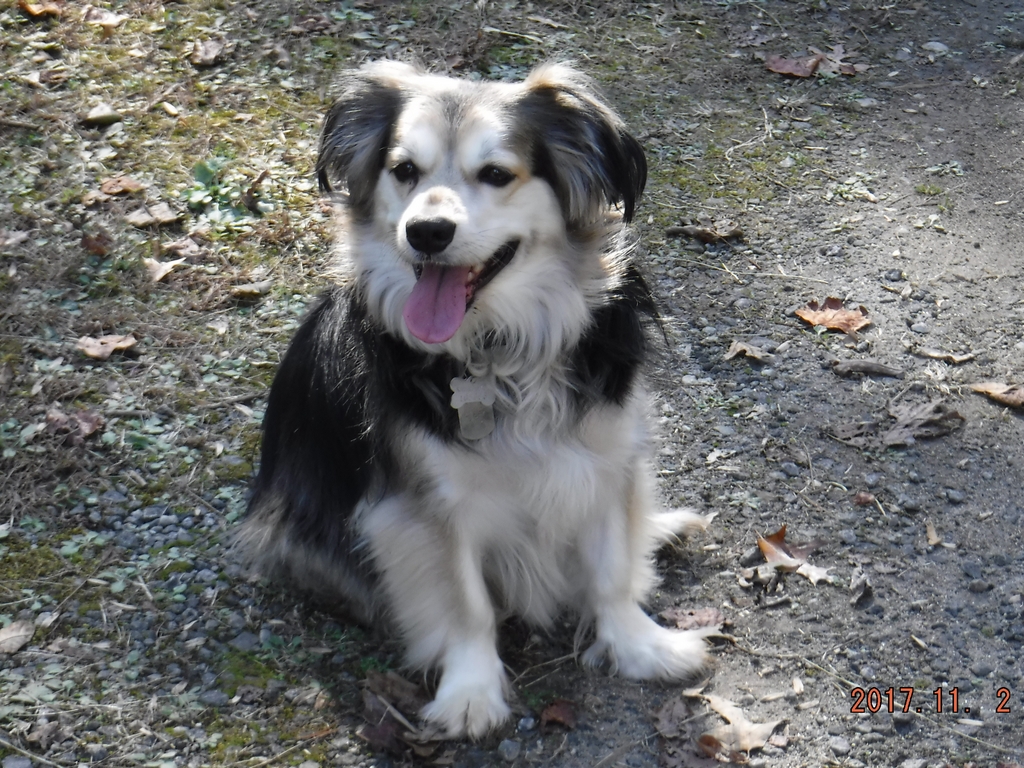 Bailey - November 2017